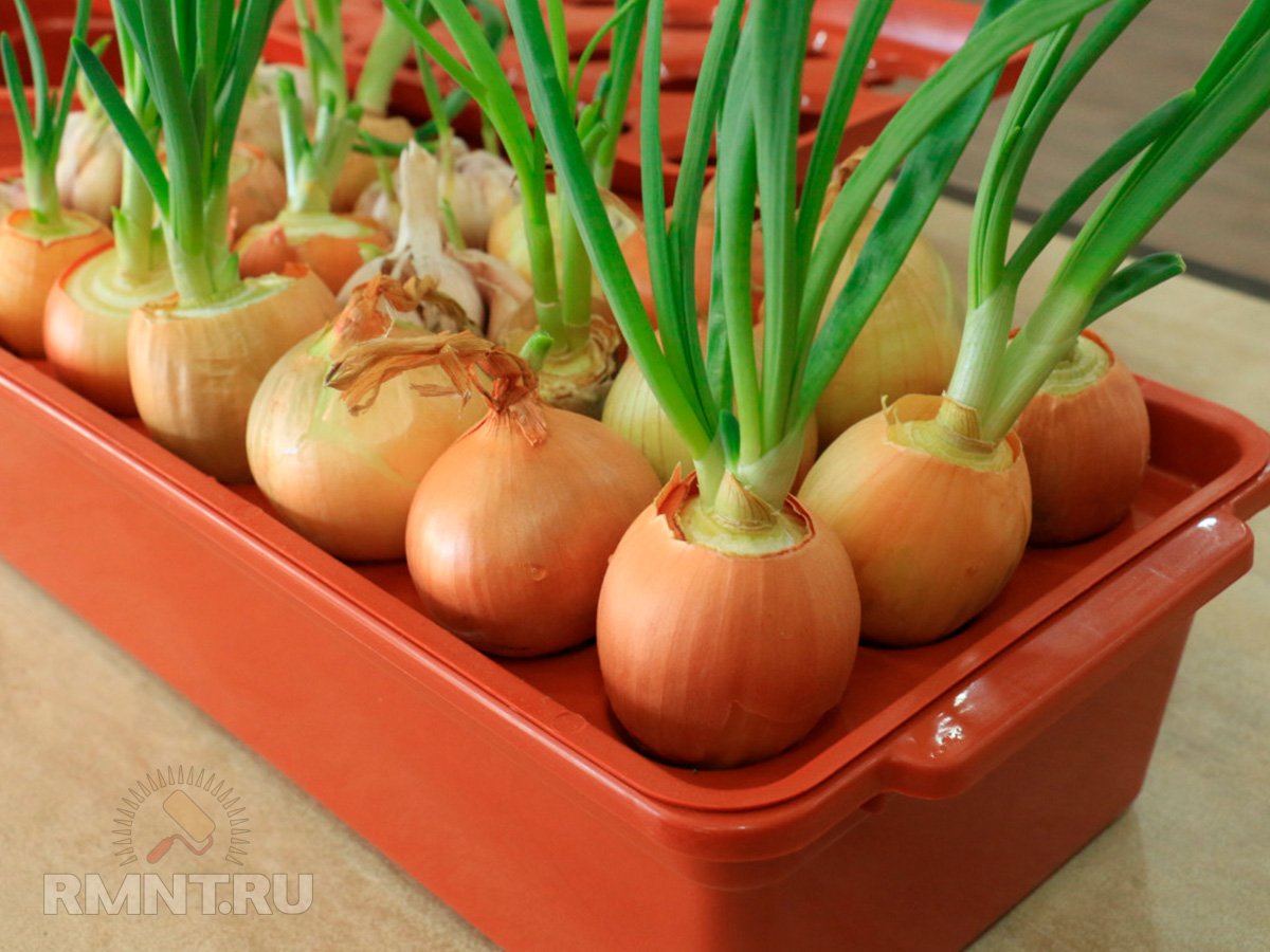 Три способа вырастить зелёный лук на подоконнике — Rmnt.ru